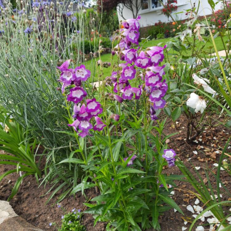 Plant image Penstemon 'Alice Hindley'