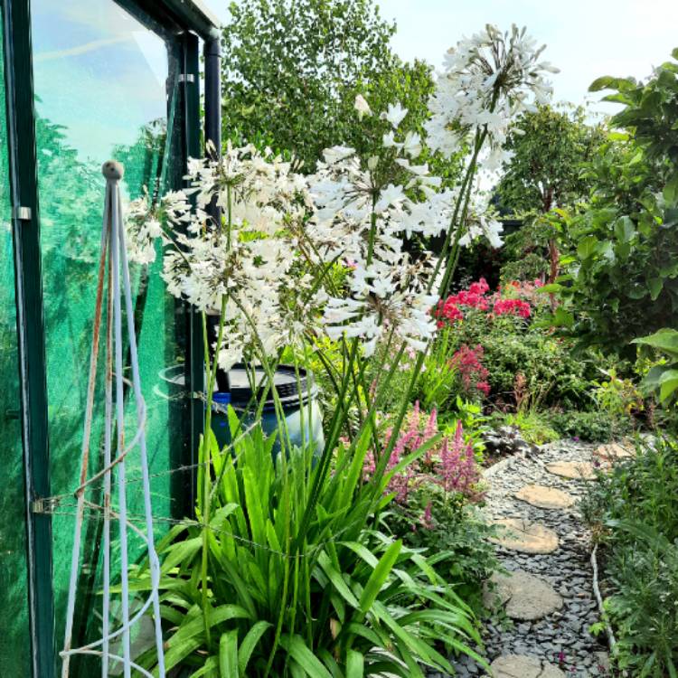 Plant image Agapanthus africanus 'Albus'