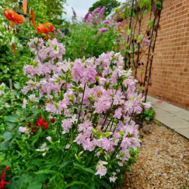 Saponaria officinalis 'Rosea Plena'