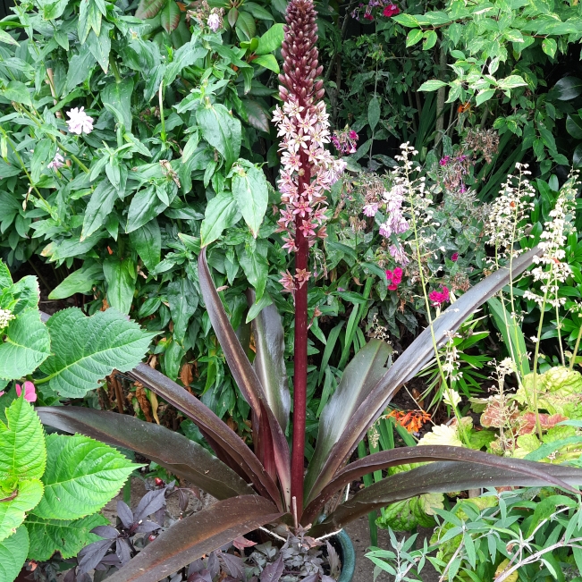 plant image 1528777