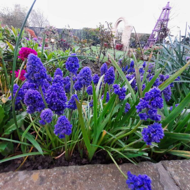 Plant image Muscari armeniacum 'Fantasy Creation'