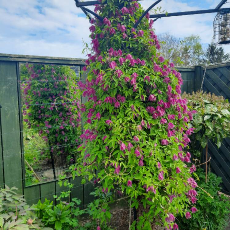 Plant image Clematis alpina 'Constance'