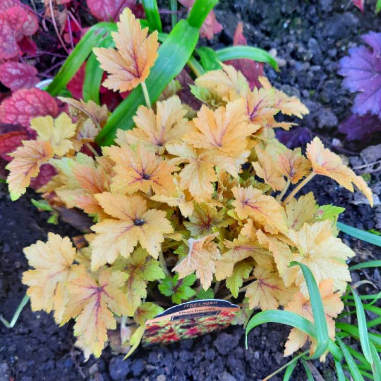 Plant image x Heucherella 'Golden Zebra'