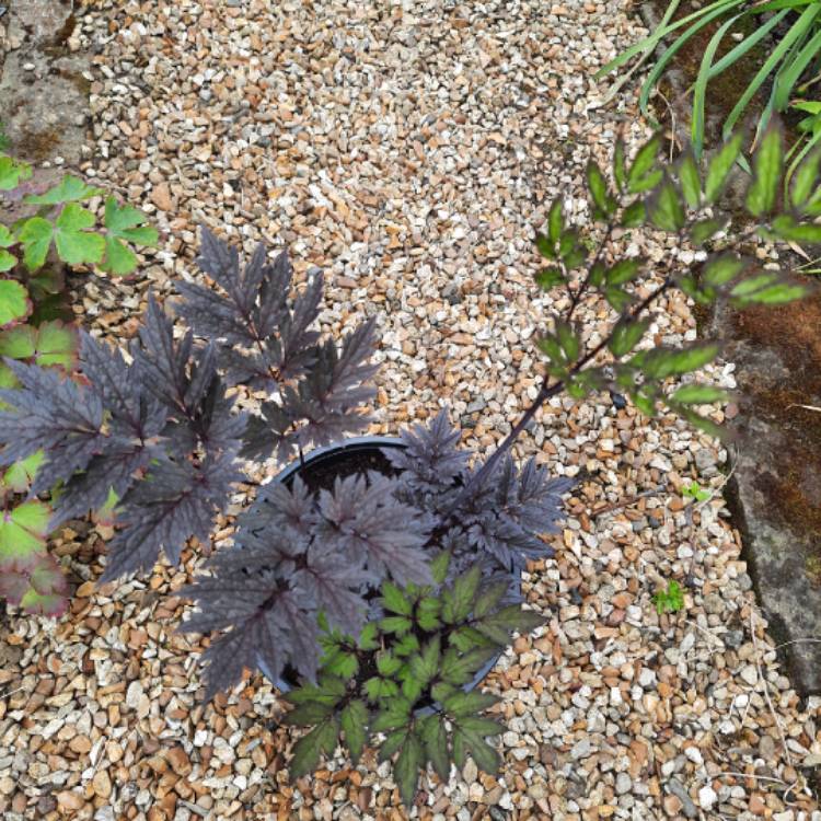 Plant image Actaea Simplex 'Pink Spike' syn. Cimicifuga racemosa 'Pink Spike'