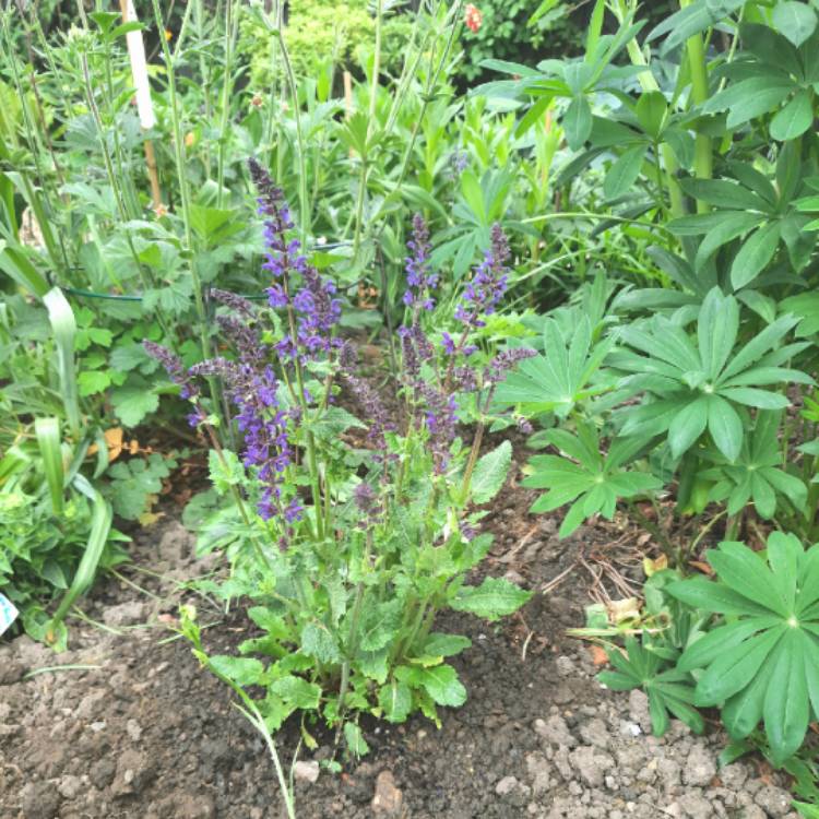 Plant image Salvia x sylvestris 'Viola Klose' syn. Salvia nemorosa 'Viola Klose'