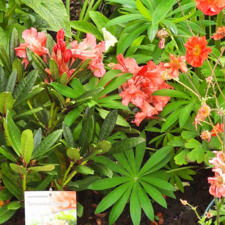 Plant image Rhododendron 'Tortoiseshell Orange'