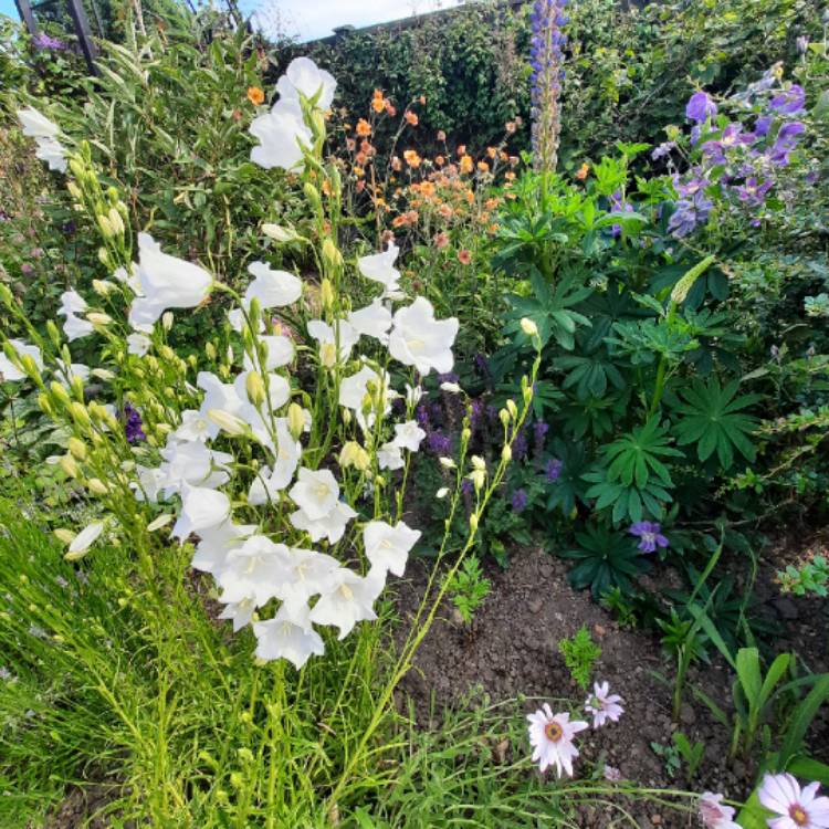 Plant image Campanula persicifolia 'Takion White' (Takion Series)