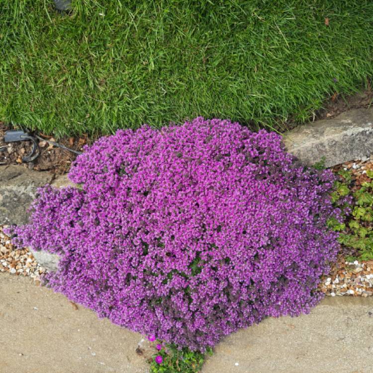 Plant image Thymus Vulgaris