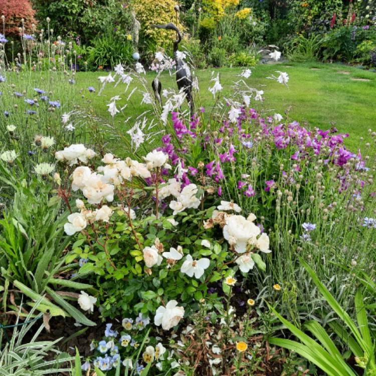 Plant image Dierama 'Guinevere'