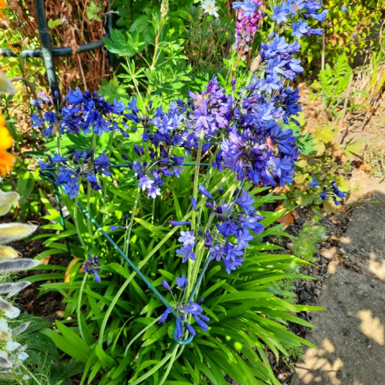 Plant image Agapanthus 'Black Pantha'