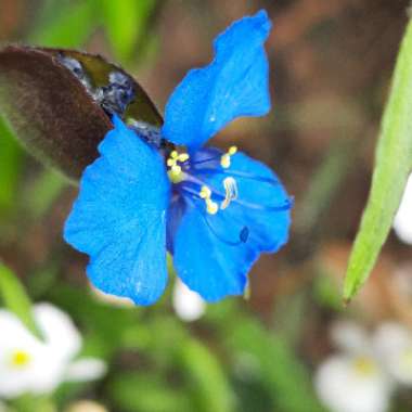 Commelina Coelestis 'Sleeping Beauty'