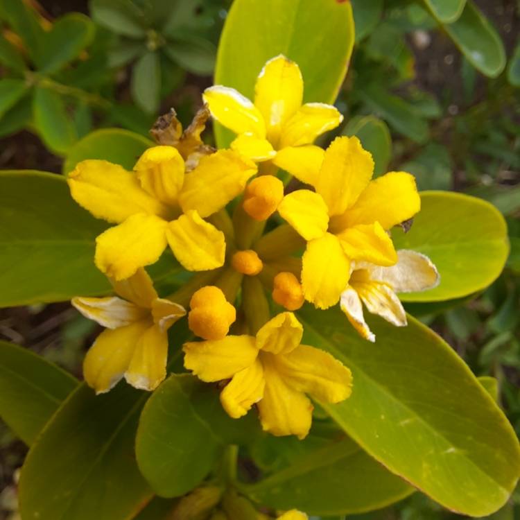 Plant image Daphne gemmata 'Royal Crown'