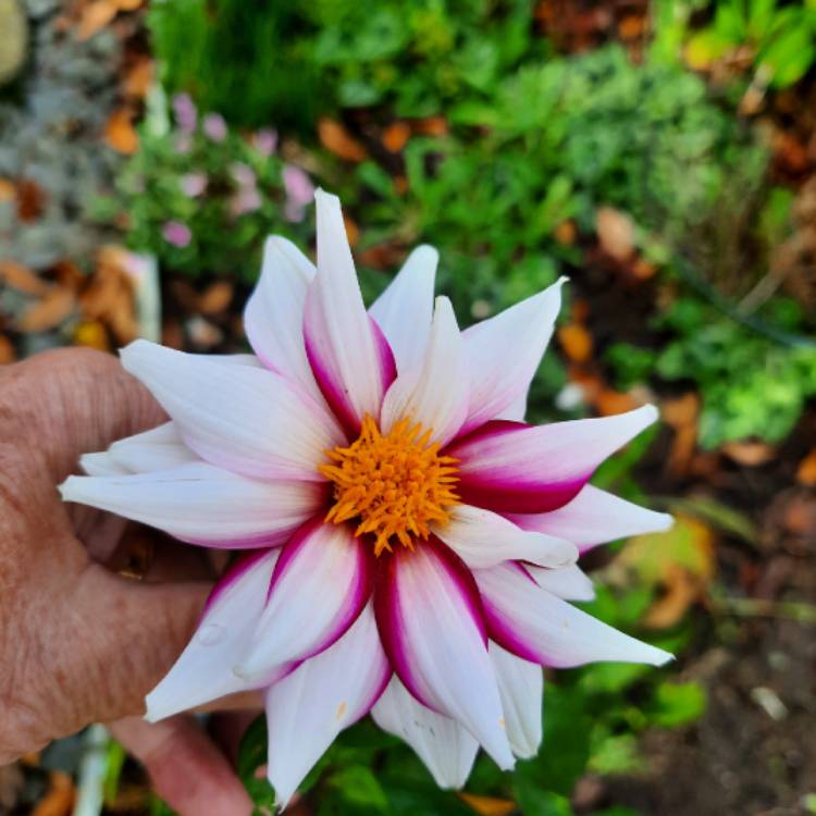 Plant image Dahlia 'Edge Of Joy'