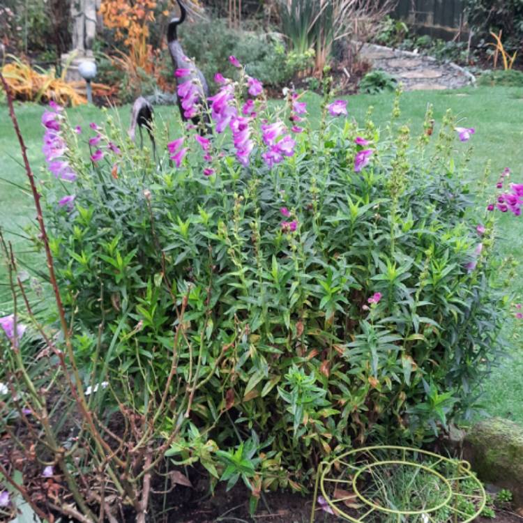 Plant image Penstemon 'Alice Hindley'