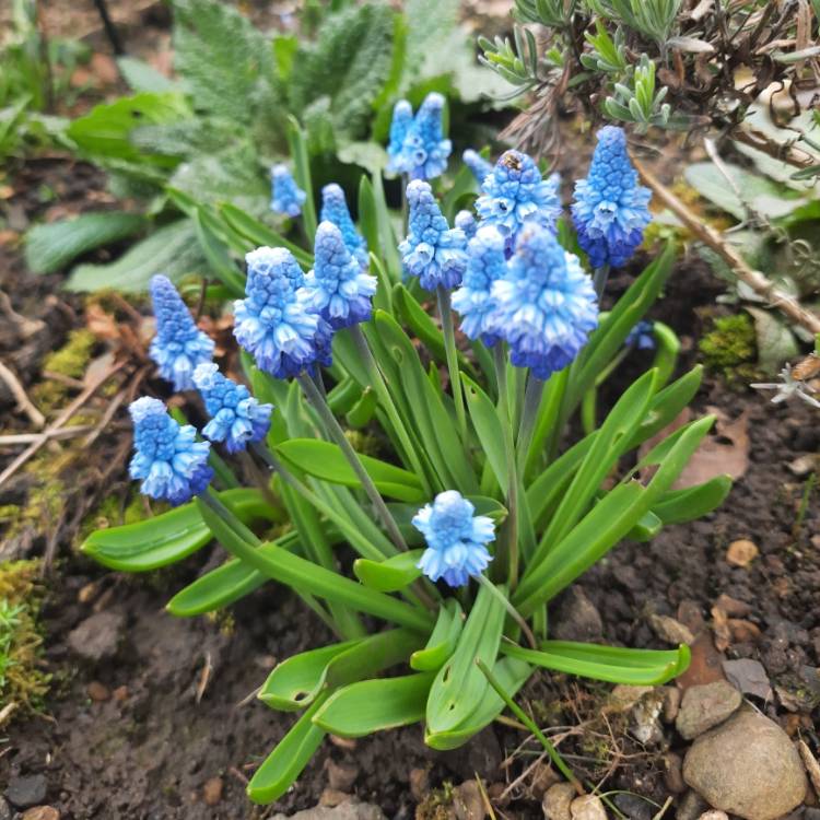 Plant image Pseudomuscari azureum syn. Muscari Azureum