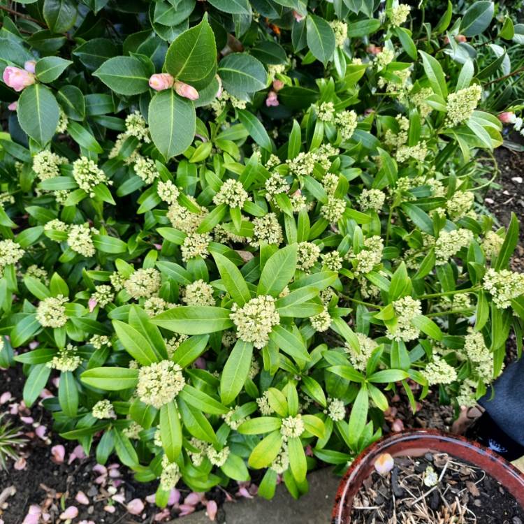 Plant image Skimmia x confusa 'Kew Green'