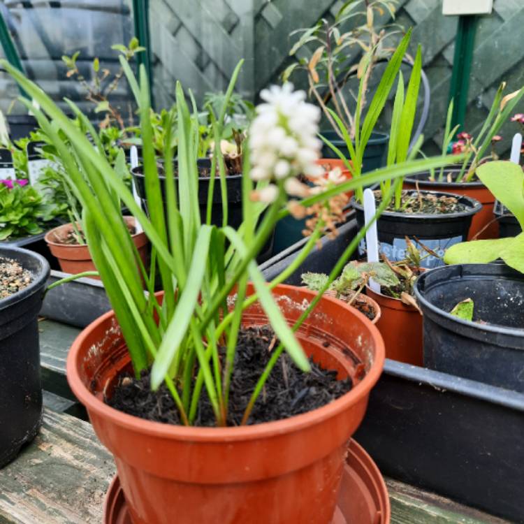 Plant image Muscari 'Jenny Robinson' syn. Muscari armeniacum 'Baby's Breath'