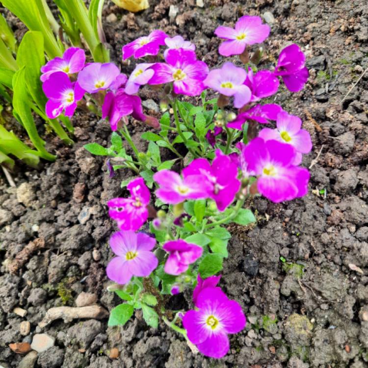 Plant image Aubrieta 'Schloss Eckberg'