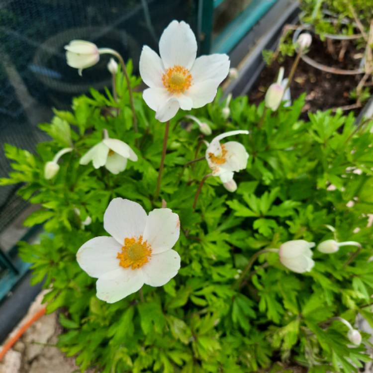 Plant image Anemone sylvestris