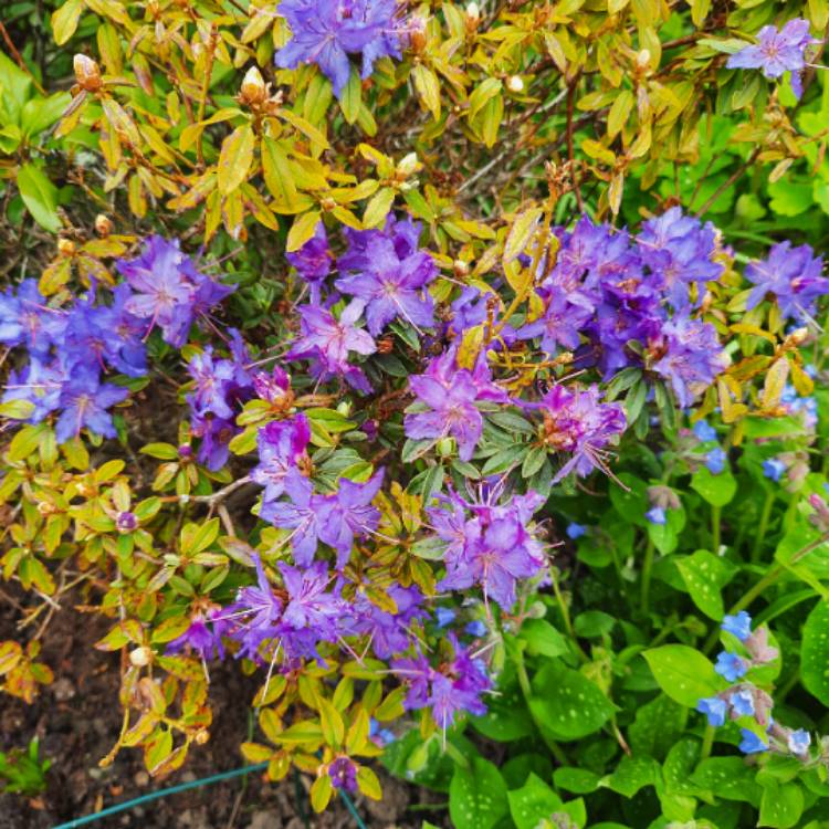 Plant image Rhododendron impeditum