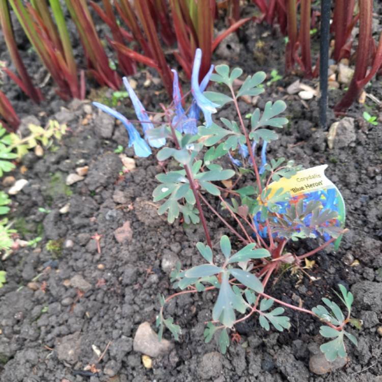 Plant image Corydalis 'Blue Heron'