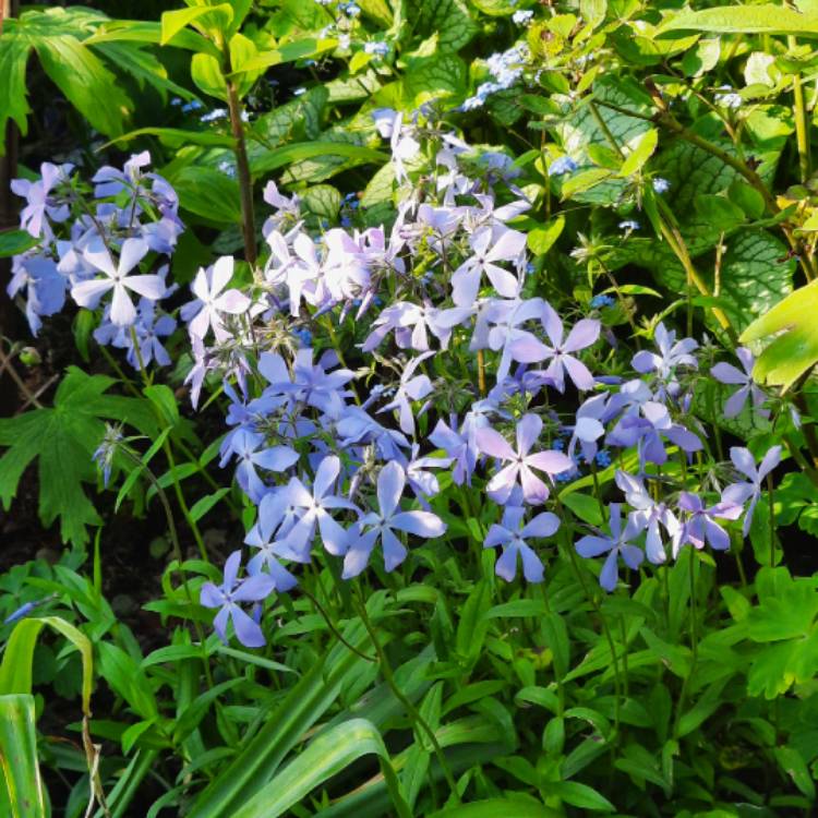 Plant image Phlox Divaricata 'Blue Moon'