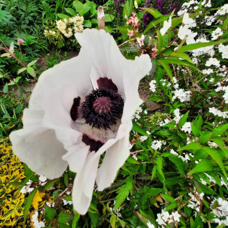 Plant image Papaver orientale 'Perry's white'