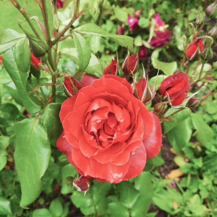 Plant image Rosa 'Hot Chocolate'