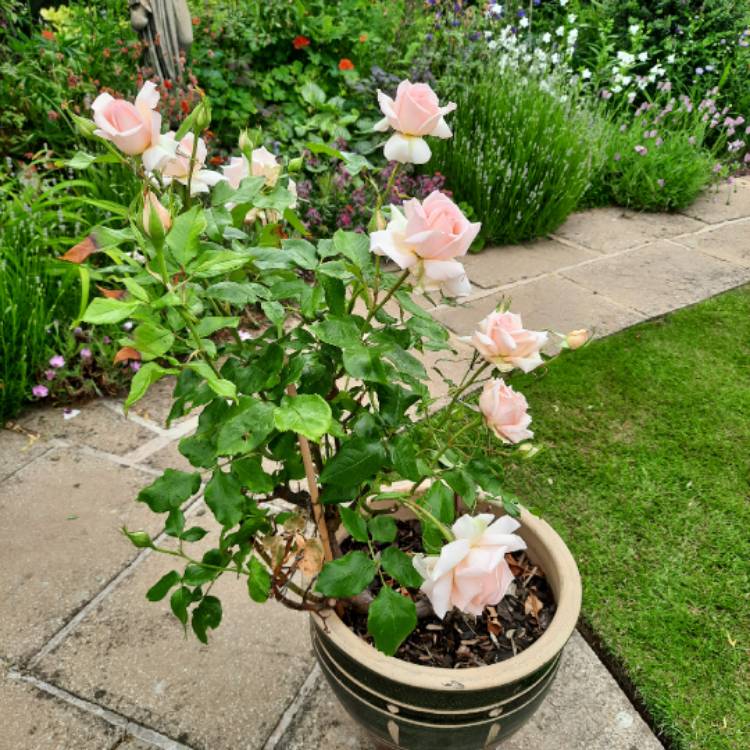 Plant image Rosa 'Chandos Beauty'