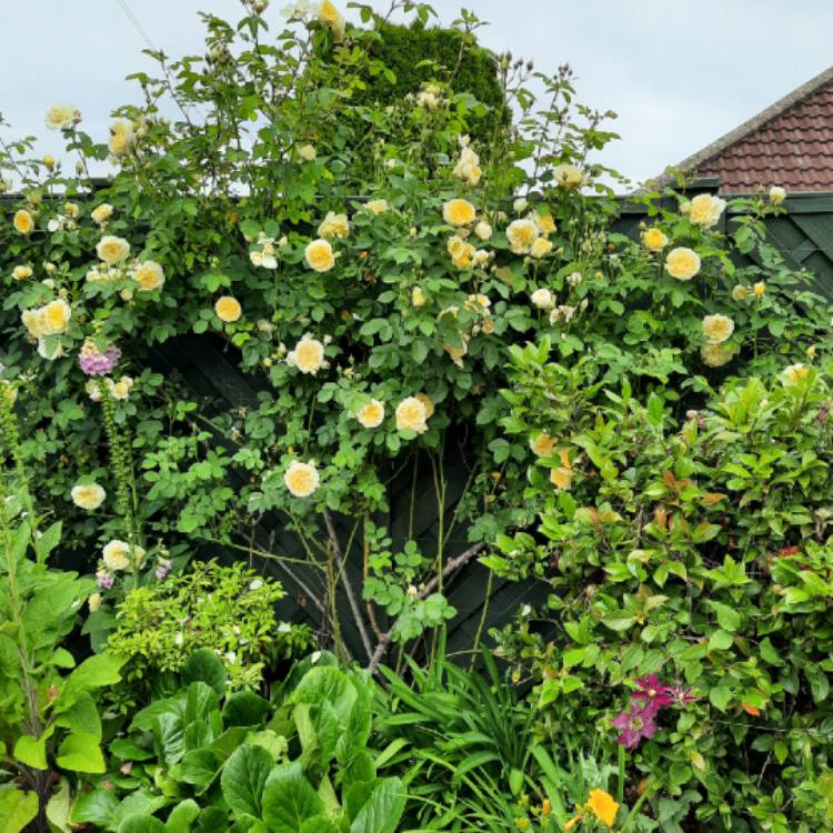 Plant image Rosa 'Auswalker' syn. Rosa 'The Pilgrim', Rosa 'Gartenarchitekt Gunther Schulze'