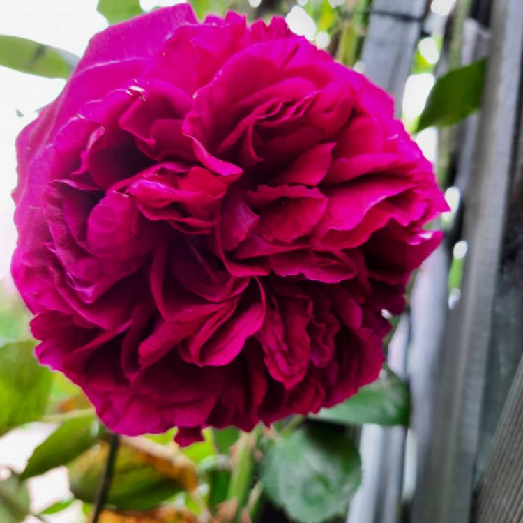 Plant image Rosa 'Falstaff'