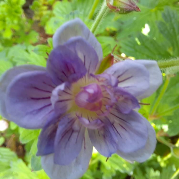 Plant image Geranium 'Gernic' syn. Geranium 'Summer Skies'