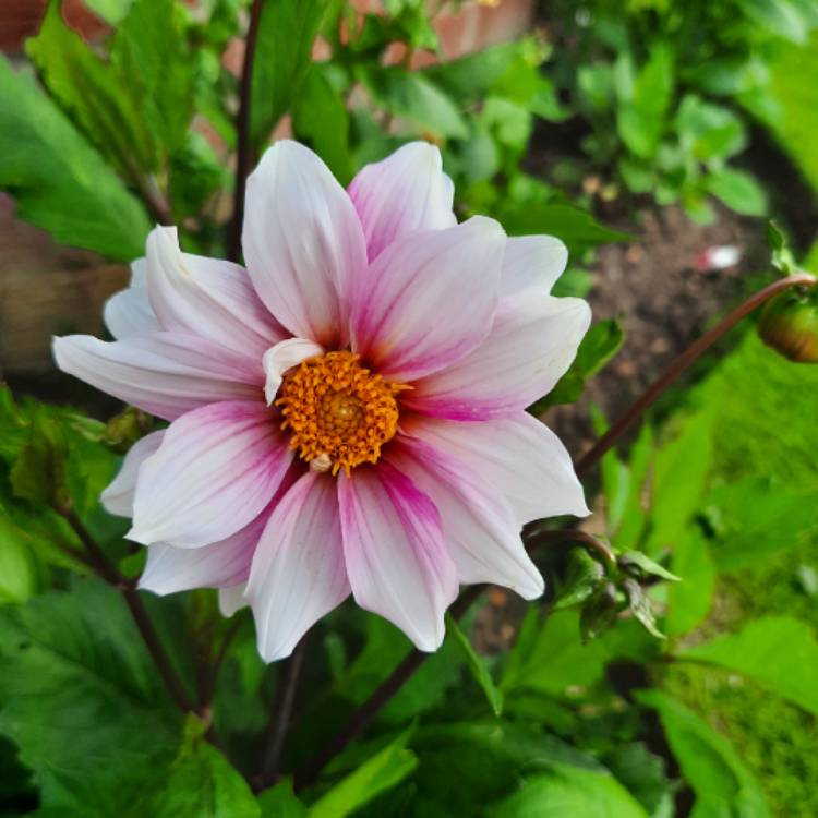 Plant image Dahlia 'Edge Of Joy'