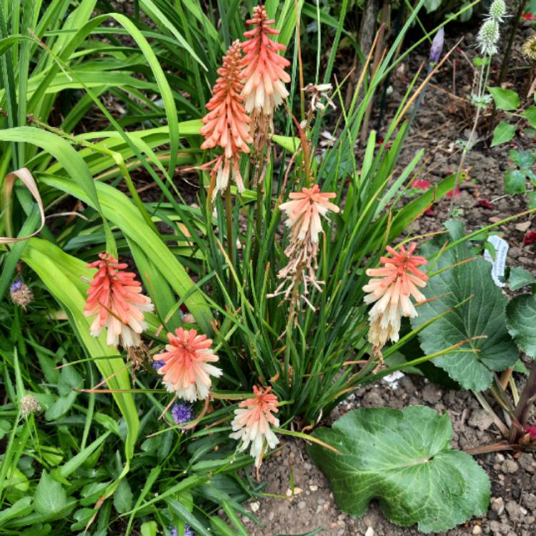 Plant image Kniphofia 'Toffee Nosed'