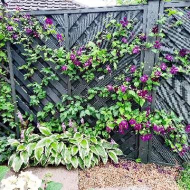 Clematis viticella 'Etoile Violette'