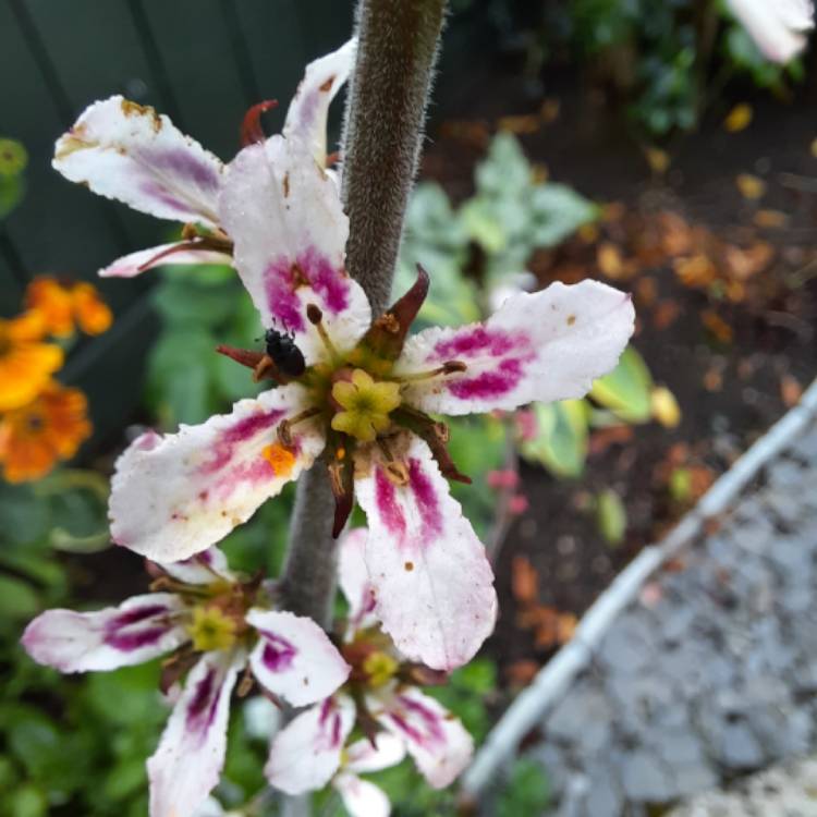 Plant image Francoa sonchifolia