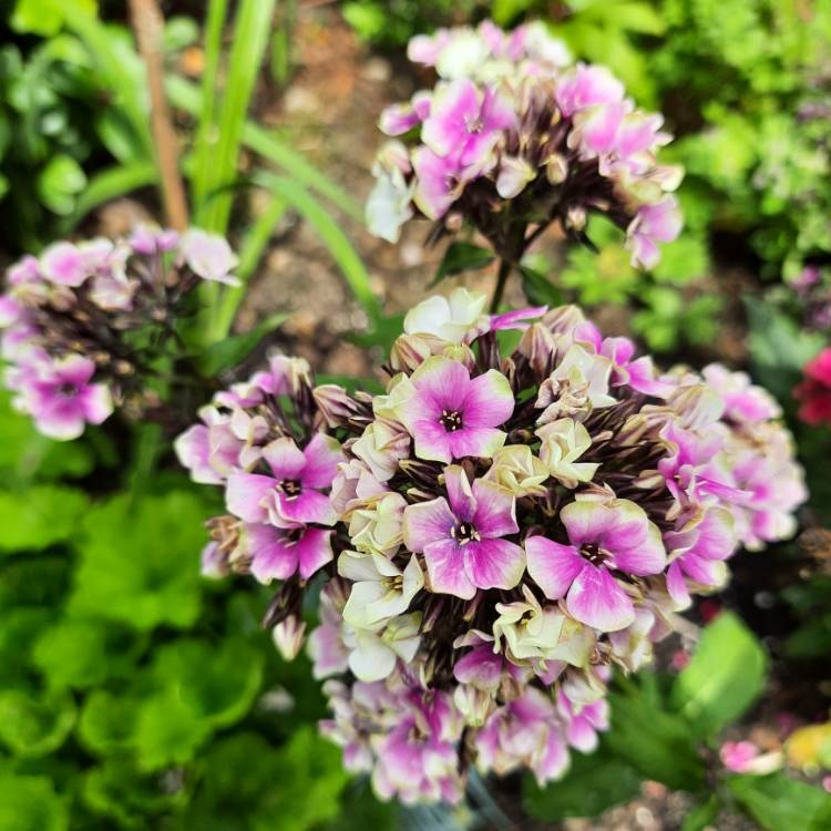 Plant image Phlox Paniculata 'Sherbet Cocktail