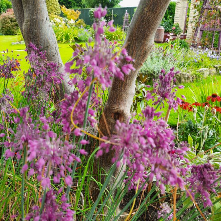 Plant image Allium Carinatum Subsp. Pulchellum