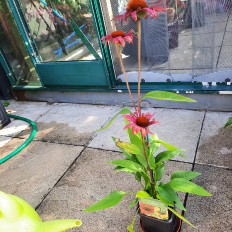 Plant image Echinacea 'Apecssired' (Sunseekers Series) syn. Echinacea 'Sunseekers Red'