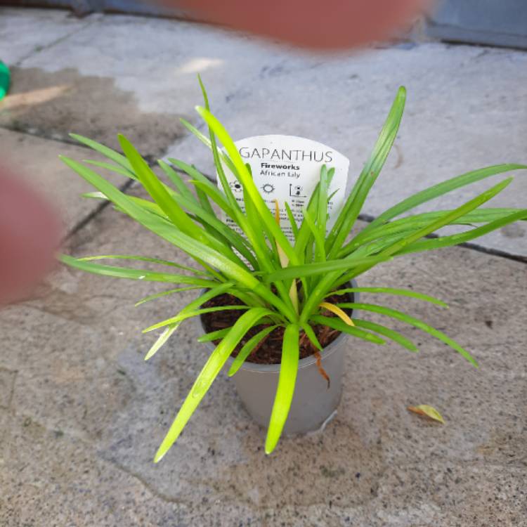 Plant image Agapanthus 'Mdb001' syn. Agapanthus 'Fireworks'