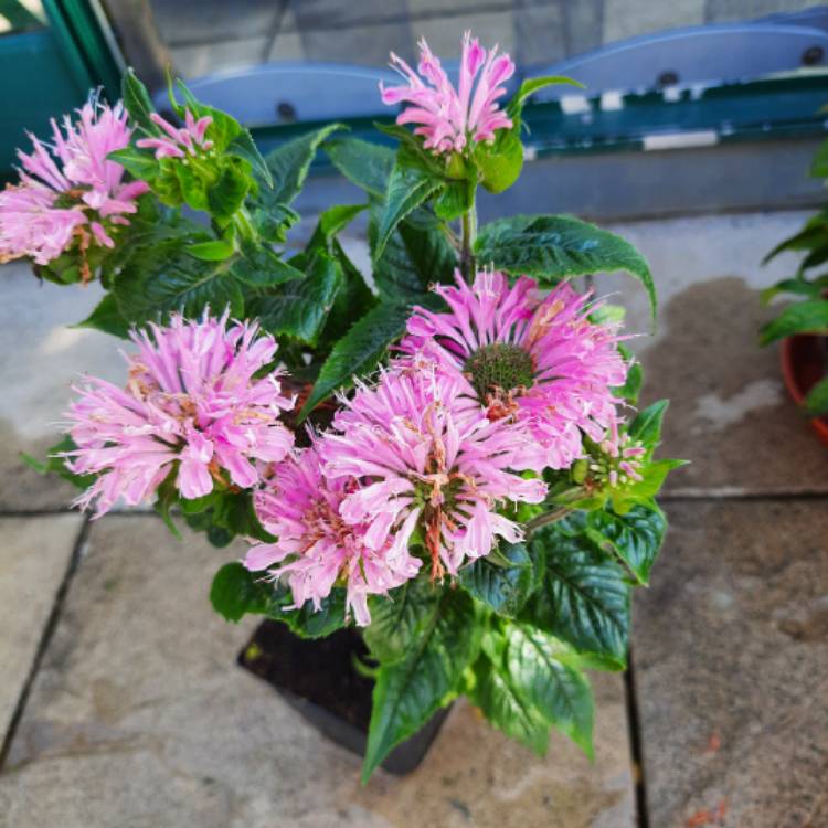 Plant image Monarda Pink Frosting