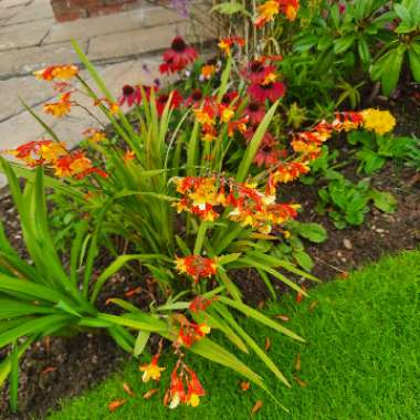 Crocosmia x crocosmiiflora 'Harlequin'