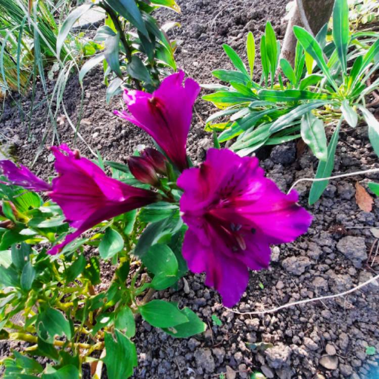 Plant image Alstroemeria 'Tesindie' (Inticancha Series) syn. Alstroemeria 'Inticancha Indigo'