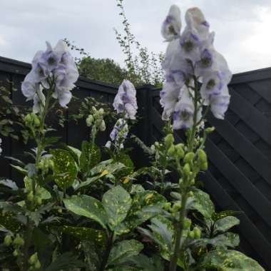 Aconitum