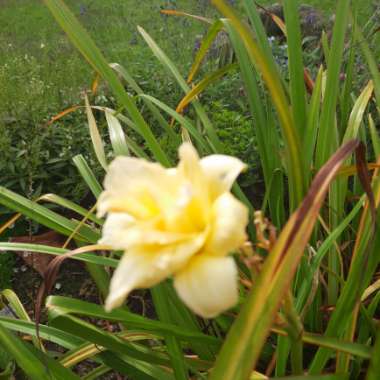 Hemerocallis 'Ikebana Star'