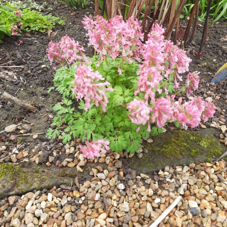 Plant image Corydalis solida 'Beth Evans'