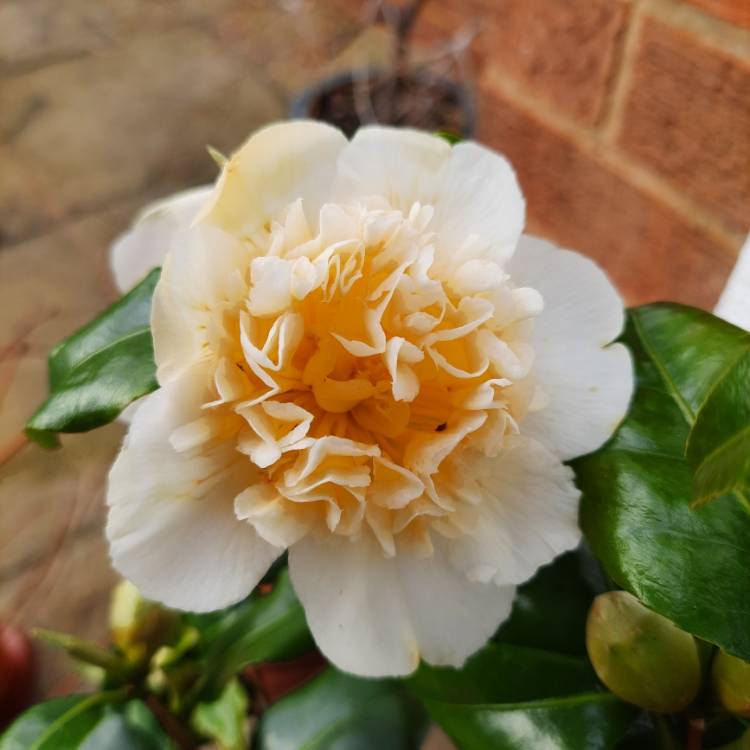 Plant image Camellia japonica 'Brushfield's Yellow'