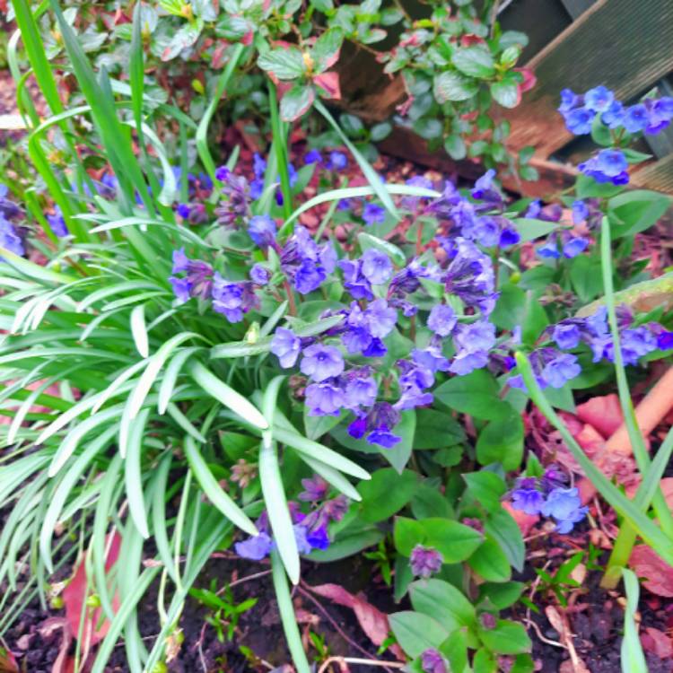 Plant image Pulmonaria 'Blue Ensign'