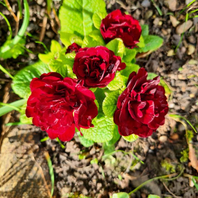 Plant image Primula belerina 'Valentine'