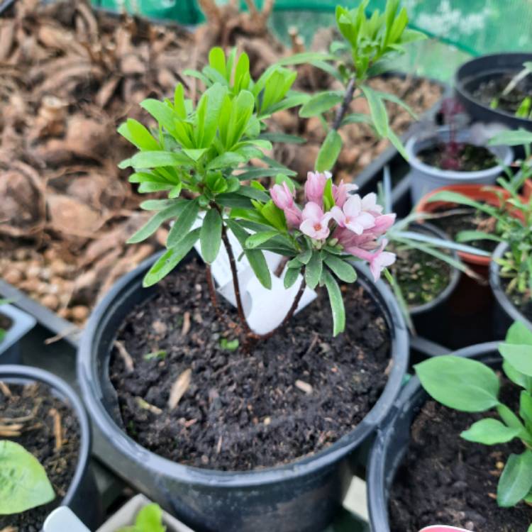 Plant image Daphne x transatlantica 'Eternal Fragrance'